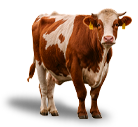 cow1