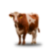 cow2